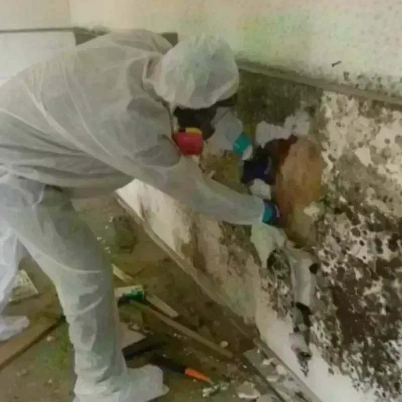 Mold Remediation and Removal in Preston County, WV